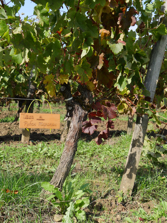 Виноградник на урожай